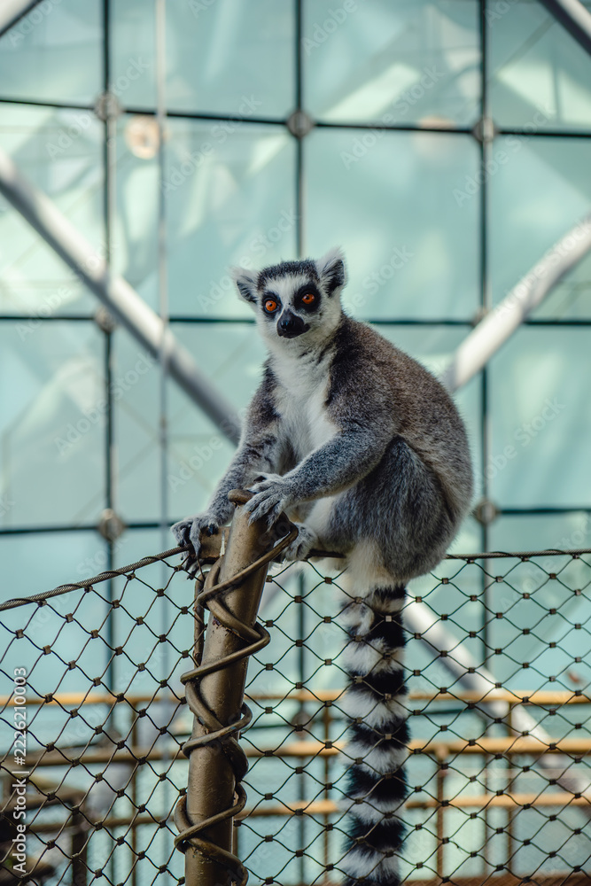 Naklejka premium Lemur sitting on a fence in a large indoor enclosure in a zoo