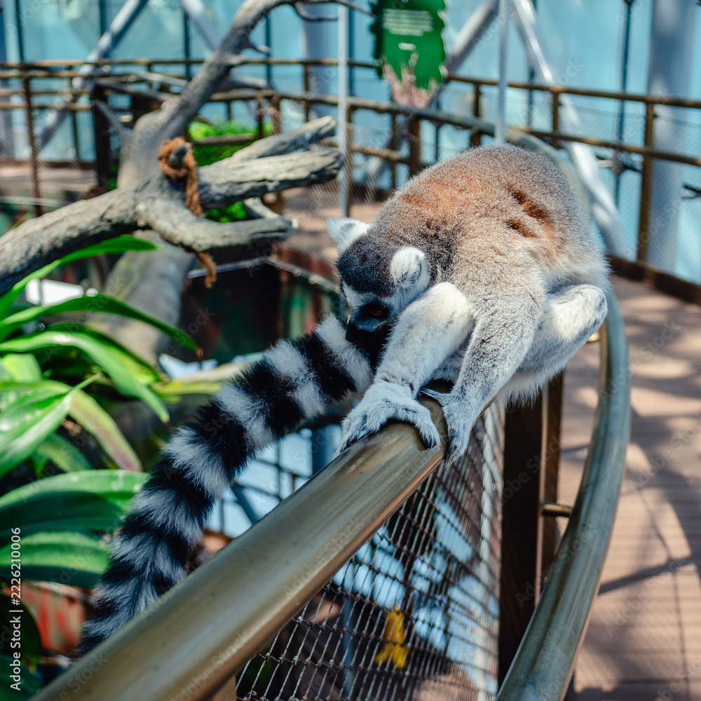 Naklejka premium Lemur sitting on a fence in a large indoor enclosure in a zoo