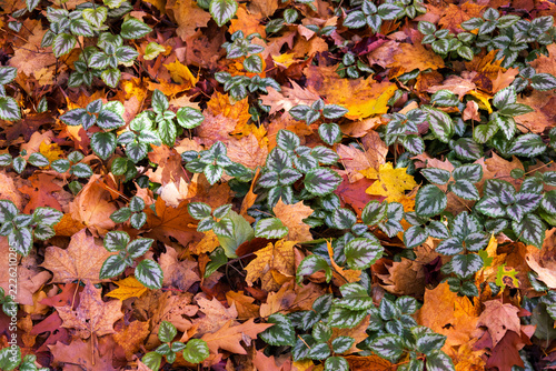High angle view of invasive lamium galeobdolon (Lamium galeobdolon  argentatum) plants with their variegated leaves seen among fallen dry leaves in the fall