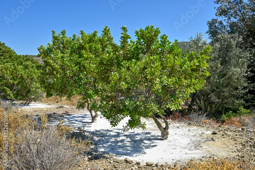 Mastic Trees in Chios Island, Greece    