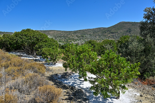 Mastic Trees in Chios Island, Greece    