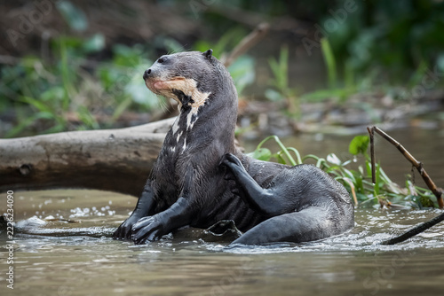 Giant river otter, Pteronura brasiliensis, Endangered specie, Cuiabá River,Pantanal, Mato Grosso, Brazil.