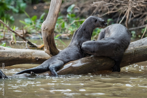 Giant river otter, Pteronura brasiliensis, Endangered specie, Cuiabá River,Pantanal, Mato Grosso, Brazil.