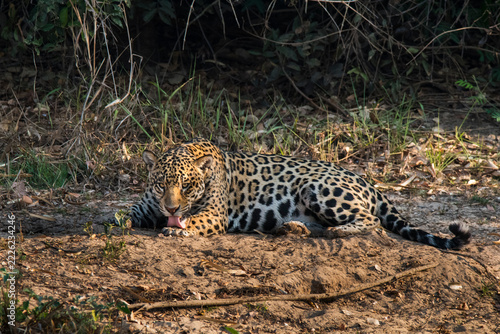 Jaguar in Mato Grosso forest environment,Pantanal,Brazil