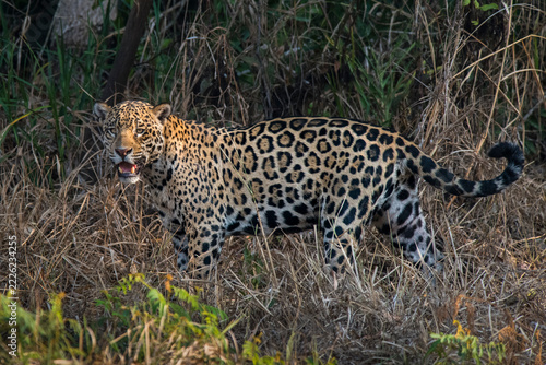 Jaguar in Mato Grosso forest environment,Pantanal,Brazil