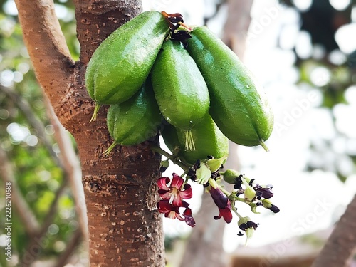 Bilimbi fruits displaying glossy green textures and elongated shapes clustered tightly against a rough wooden bark background.