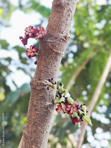 Red blossoms blooming vividly along a vertical brown tree trunk with soft blurred background foliage.