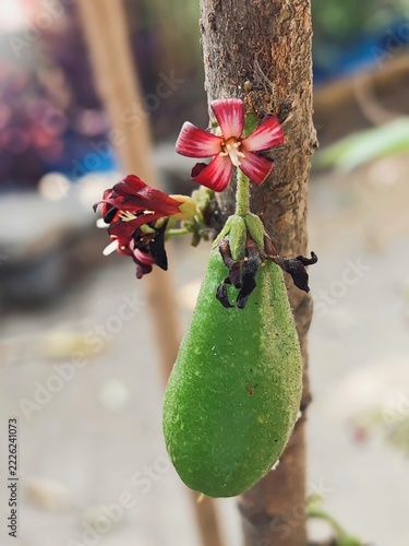 Bilimbi fruit growing alongside deep red star-shaped blossoms on a wooden branch in bright sunlight.