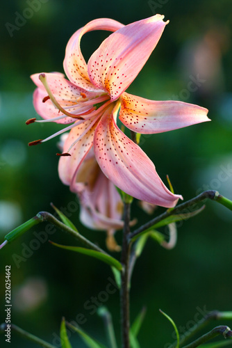 Pink Lily Flower with Dark Green Blurred Background