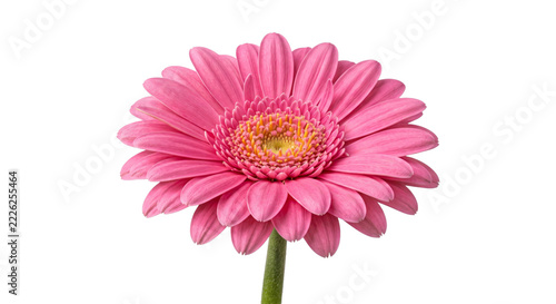 Large pink gerbera daisy in full bloom isolated against a deep solid black background