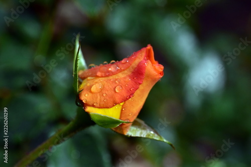 Regentropfen auf einer orangen Rosenknospe