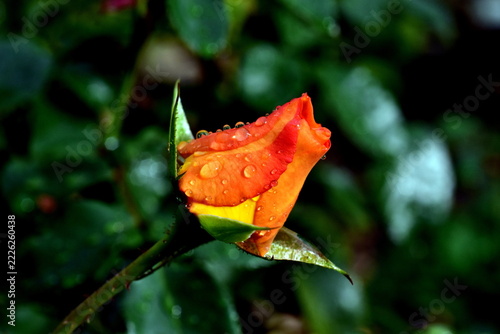 Regentropfen auf einer orangen Rosenknospe