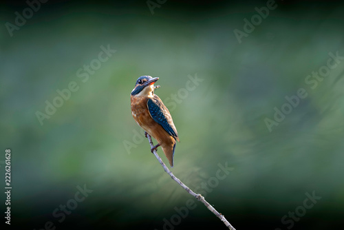 common kingfisher perched on slender bare branch
