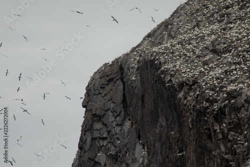 Bass rock with gannet colony, birds flying and nesting on rocky cliff, Scotland