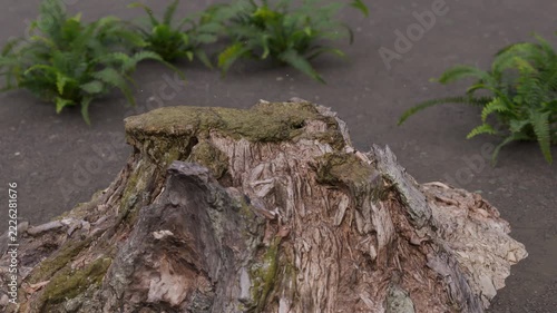 Weathered Tree Stump with Moss and Ferns
