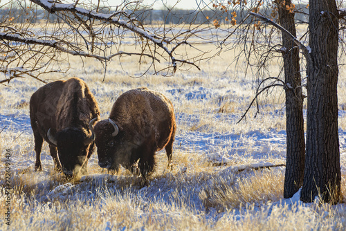Wild American Bison on the high plains of Colorado. Mammals of North America. Sunrise on the snow covered plains of Colorado