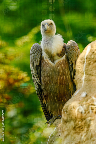 Eurasian griffon vulture (Gyps fulvus)