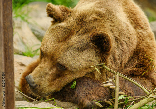 brown bear (Ursus arctos) chewing on sticks