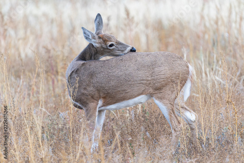 Colorado Wildlife. Wild Deer on the High Plains of Colorado. White-tailed doe in a field of grass.