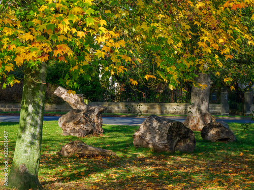 Fotografie Sections of a felled tree sit under autumn foliage beside a stone wall  on The Stray,Harrogate,Yorkshire,UK