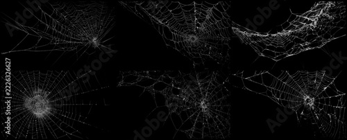 Obraz na plátně Halloween spider web collection featuring intricate silk patterns