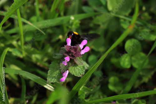 Lamium purpureum. Wild red dead-nettle pink flowers on plants in the meadow on springtime