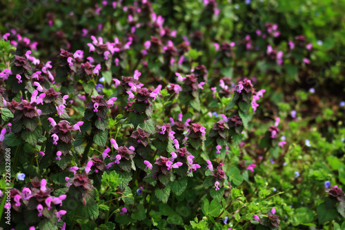 Lamium purpureum. Wild red dead-nettle pink flowers on plants in the meadow on springtime