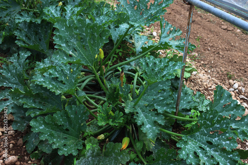 Zucchini plants growing in a row in the vegetable garden. Cucurbita pepo on summer