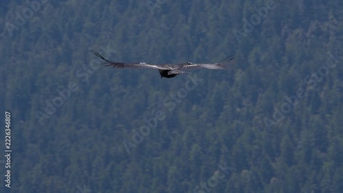 Tagged California Condor Soaring Along Forested Mountain Ridge