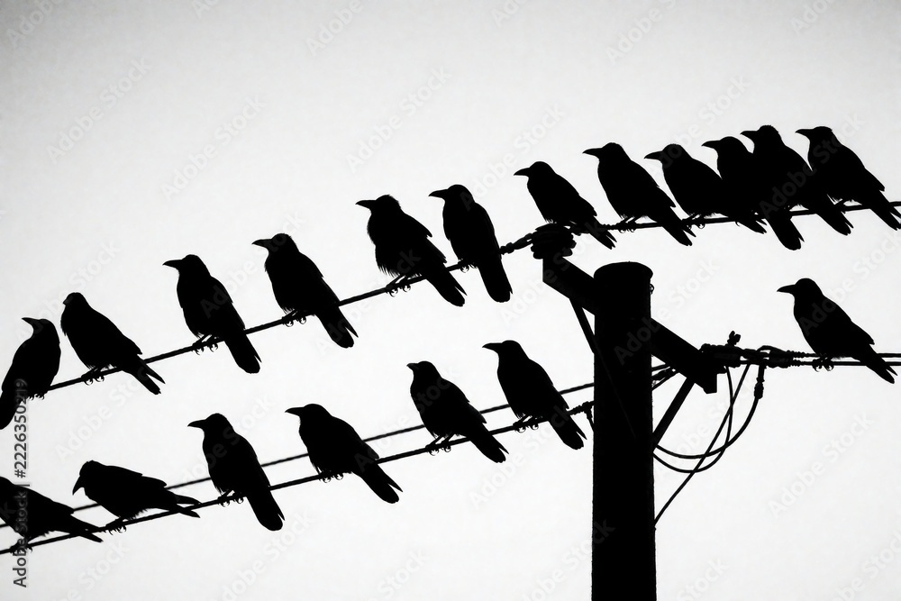 Naklejka premium Black, white silhouette of many crows perched on electric power lines. Large group of ravens sit in row on wire against bright sky. Dark bird silhouettes rest on utility pole in urban landscape rural