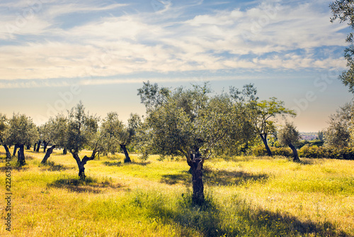 Golden olive grove countryside landscape with soft natural light
