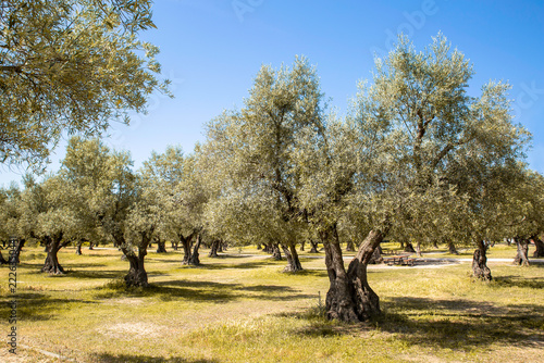 Open Mediterranean olive grove landscape with mature trees