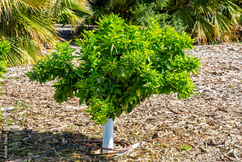 Small green ornamental shrub in garden mulch background