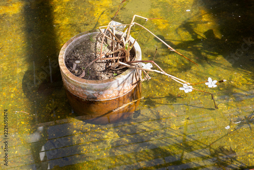 Terracotta plant pot in water with garden reflections