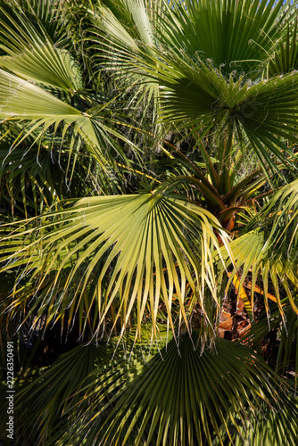 Vertical fan palm leaves background with lush tropical texture