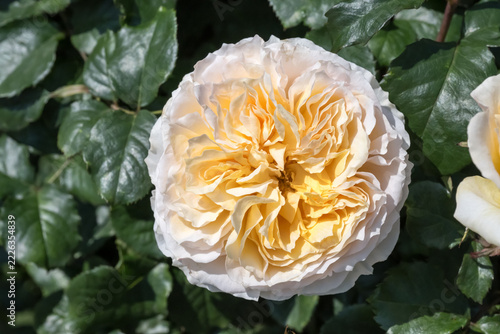 Beautiful rose in the garden.