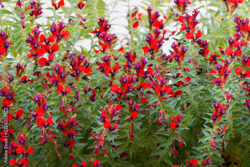 Cuphea llavea - Red cuphea, densely branched sub-shrub, producing profusion of two-tones flowers in purple and red, evoking bat's heads in axils of pretty ovate and pointed dark green leaves