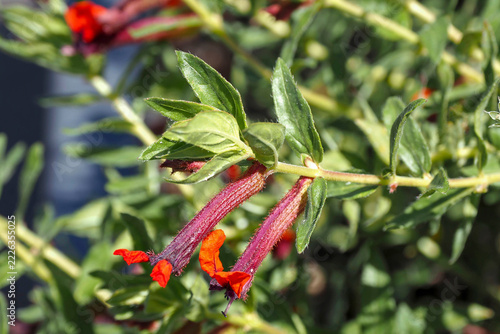 (Cuphea llavea) Bat-faced Cuphea or Red Cuphea. Slender, slightly arching branches bearing red, cigar-shaped tubular flowers with a purple calyx, in the axils of pointed, elliptical leaves