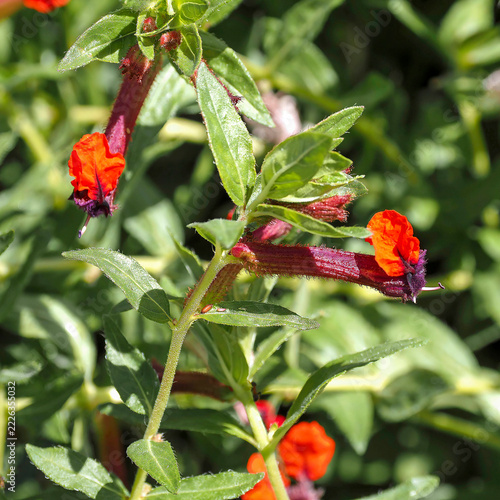 Red cuphea (Cuphea llavea)  Tubular flowers, cigar-shaped, adorned with a pair of red ear-like petals and purple calyx.on stems with pretty foliage of pointed, ovate dark green leaves