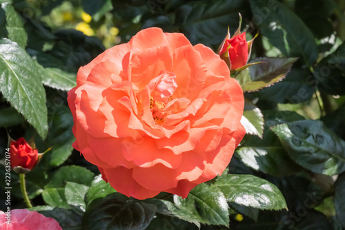 Beautiful rose in the garden.