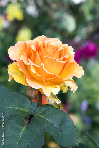 Beautiful rose in the garden.