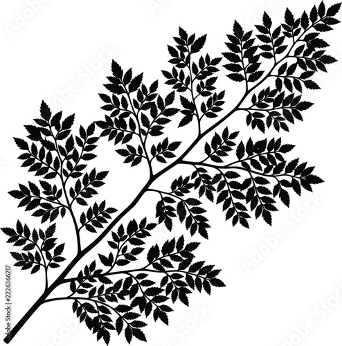 Fern branch silhouette on a white background detailed botanical illustration silhouette