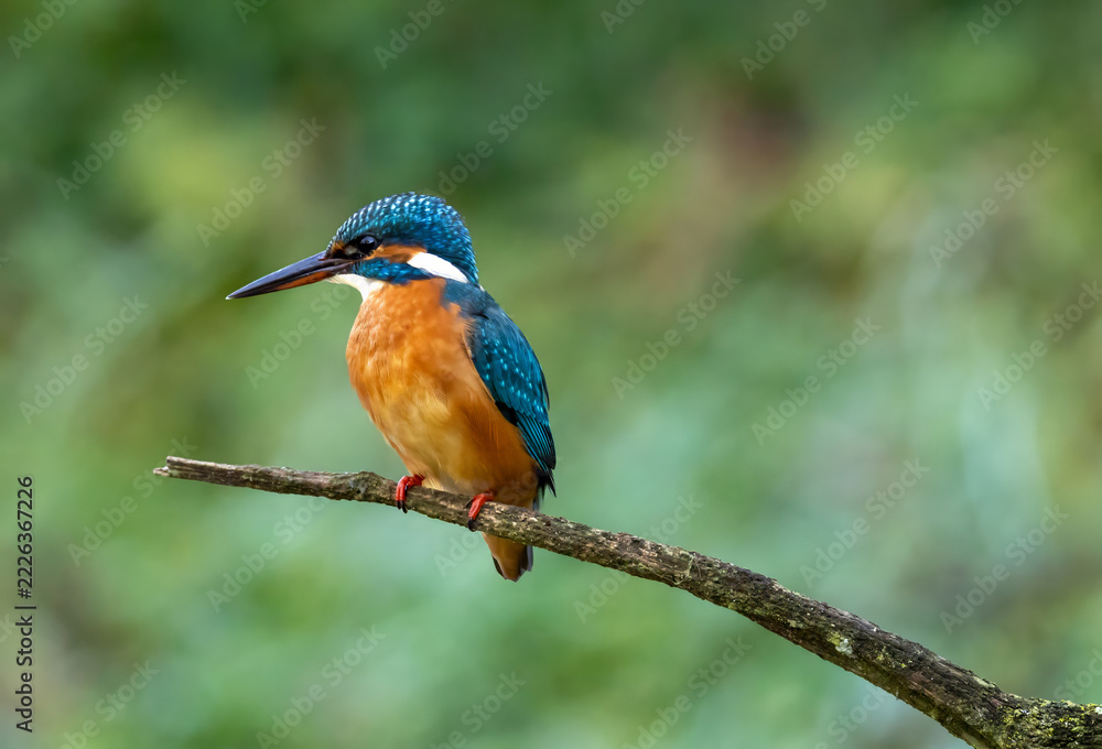 Fototapeta premium Eisvogel