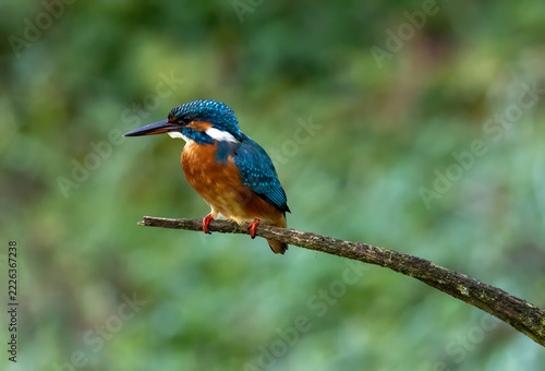 Eisvogel