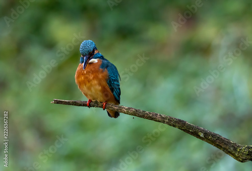 Eisvogel