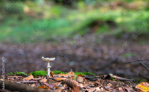 Pilz im Wald alleine