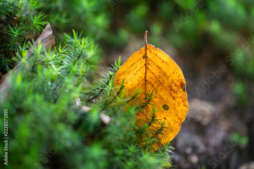 Herbstlaub in der Sonne