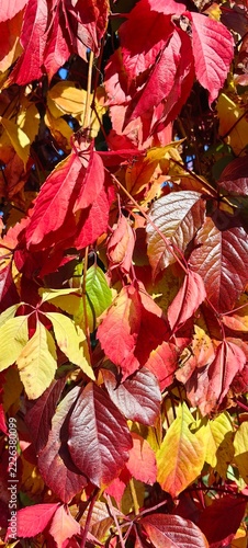 Virginia creeper with red leaves—a vine on an autumn day.