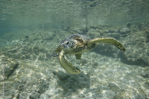 Green sea turtle swimming in shallow water off the coast of Hawaii