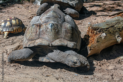 Seychelles giant tortoise at the beam. Latin name - Geochelone gigantea	
